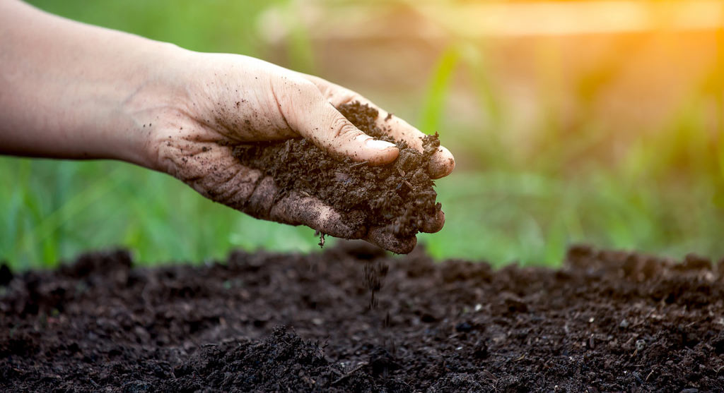 خاک مناسب برای رشد بذر