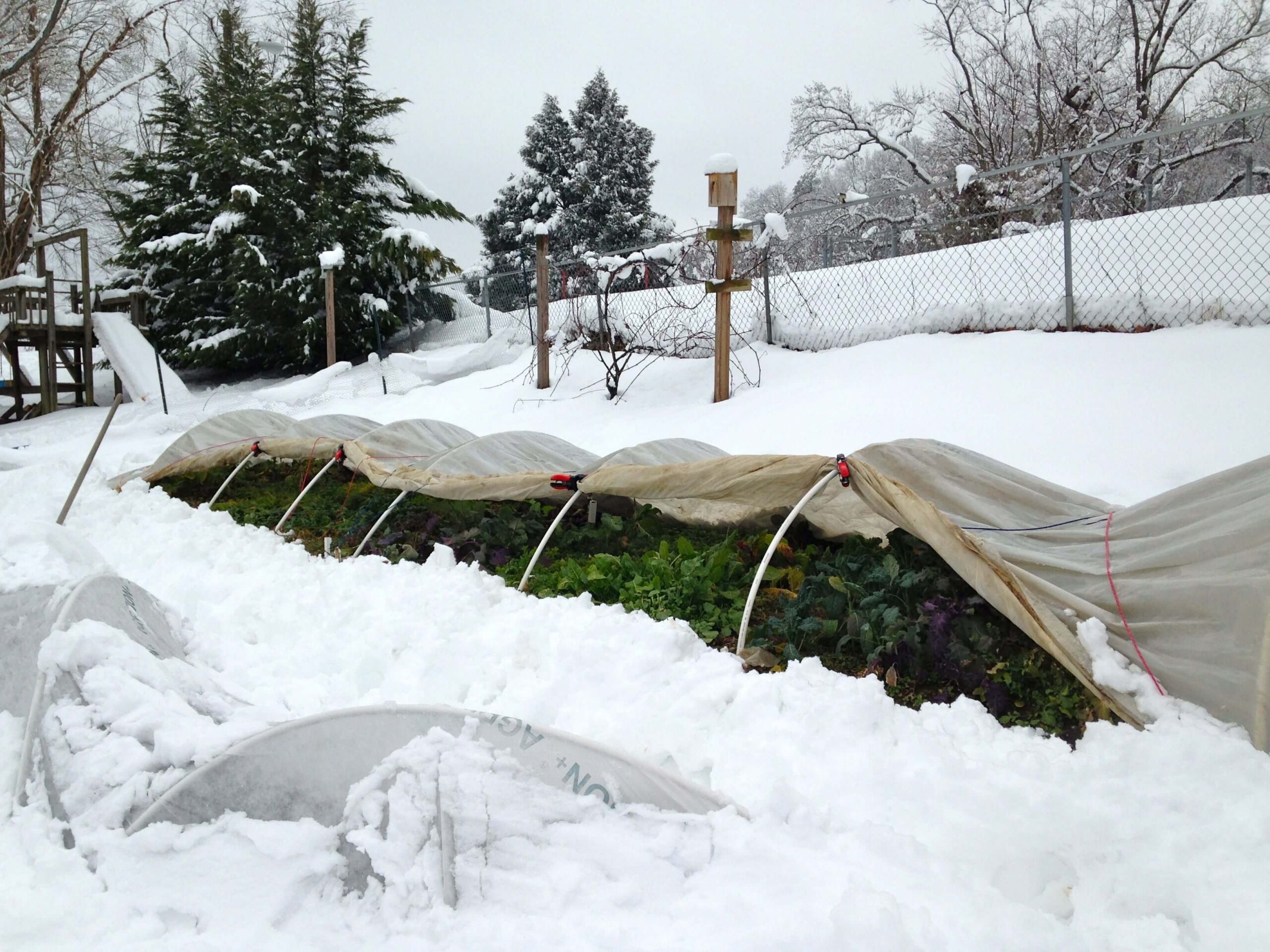 پوشاندن گیاهان در یخبندان جهت حفاظت گیاهان در زمستان