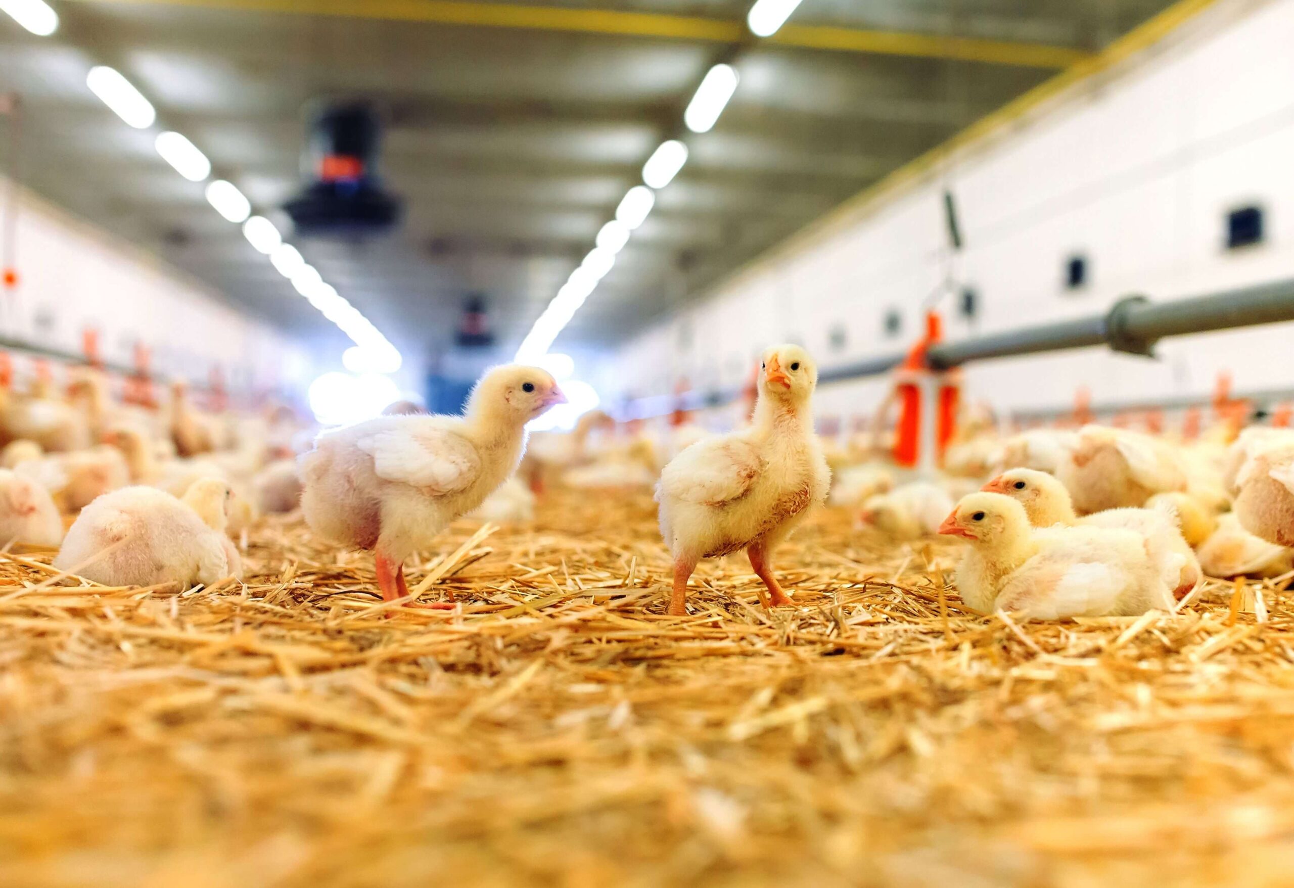 سیستم های خنک کننده برای رسیدن به بیشترین بهره وری در تخم گذاری مرغها
