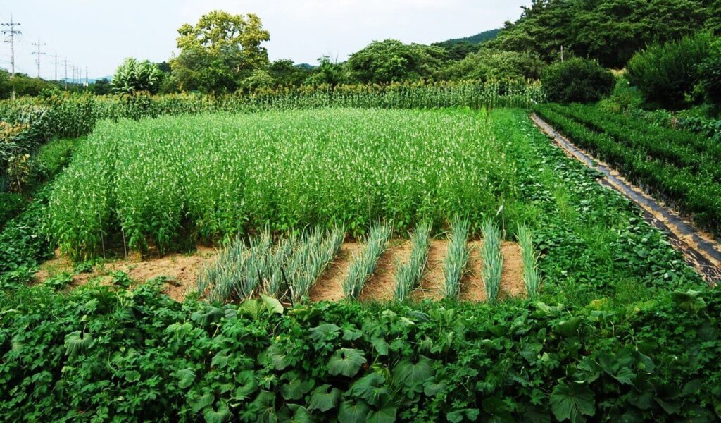 کشاورزی ارگانیک و محیط زیست