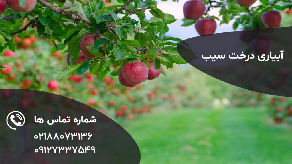 آبیاری درخت سیب