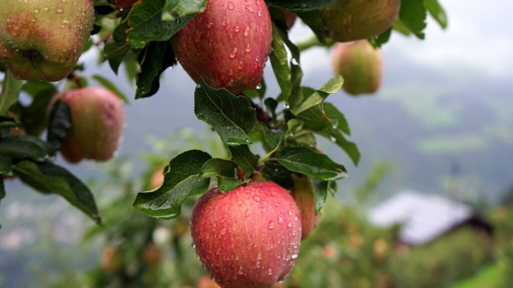 درختان سیب به چه میزان آب نیاز دارند؟