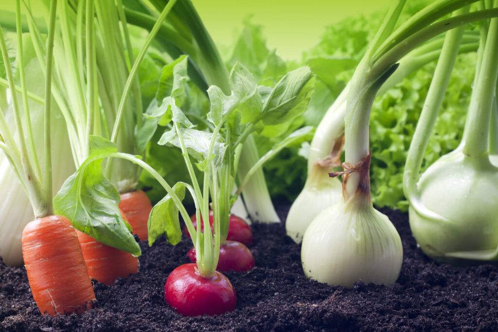 دستورالعمل هایی برای انتخاب سبزیجات: