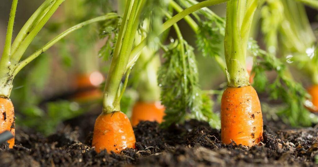 10 سبزیجاتی که به آسانی پرورش می یابند